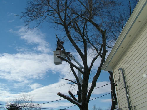 residential tree removal 